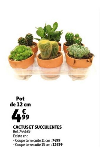 Auchan Cactus et succulentes offre