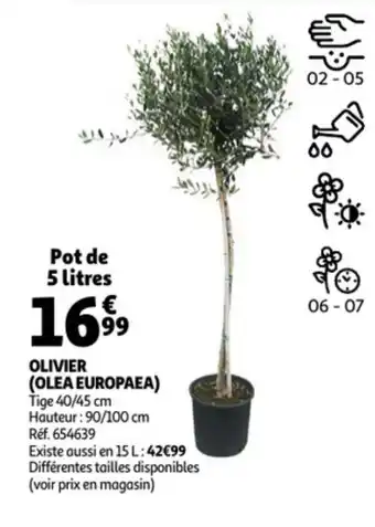 Auchan Olivier (olea europaea) offre
