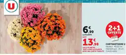 Bi1 CHRYSANTHEME U offre