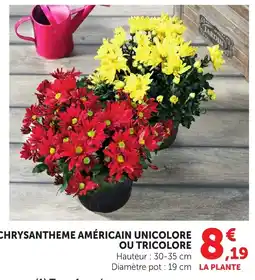 Bi1 Chrysantheme américain unicolore ou tricolore offre