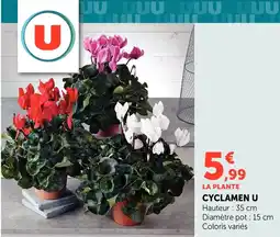Bi1 U cyclamen offre