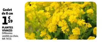 Auchan Plantes vivaces offre