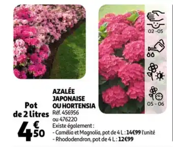 Azalée japonaise ou hortensia