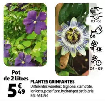 Auchan Plantes grimpantes offre