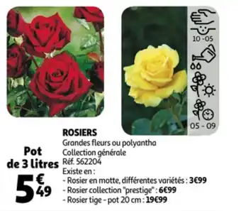Rosiers