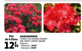 Auchan Rhododendron offre