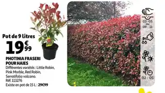 Photinia fraseri pour haies