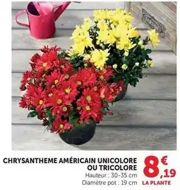 Maximarché Chrysantheme américain unicolore ou tricolore offre