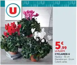 Maximarché U - cyclamen offre