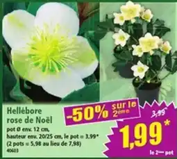 Norma Hellébore rose de Noël offre