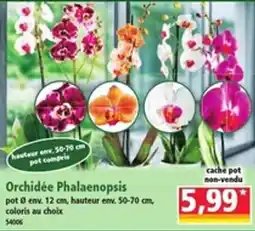Norma Orchidée Phalaenopsis offre