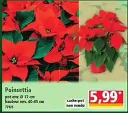 Norma Poinsettia offre