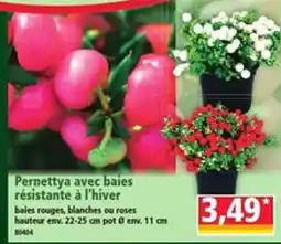 Norma Pernettya avec baies offre