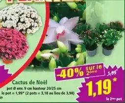 Norma Cactus de Noël offre