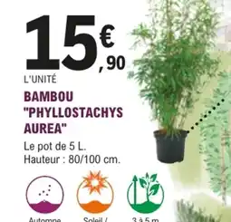 E.Leclerc Brico BAMBOU "PHYLLOSTACHYS AUREA" offre