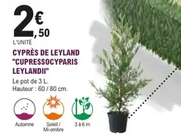 E.Leclerc Brico CYPRES DE LEYLAND offre