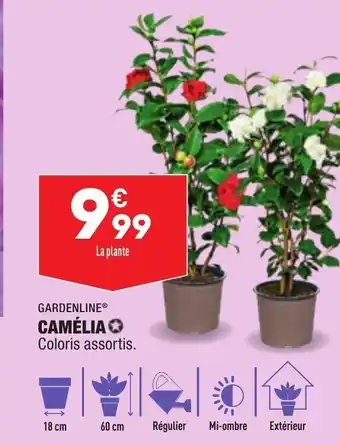 ALDI Camélia offre