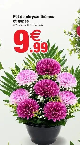 Pot de chrysanthèmes et gypsos