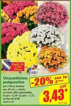 Norma Chrysanthèmes pomponettes offre