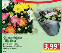 Norma Chrysanthèmes elle fleur offre