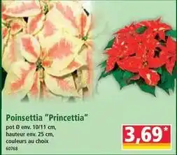 Norma Poinsettia prinnettia offre