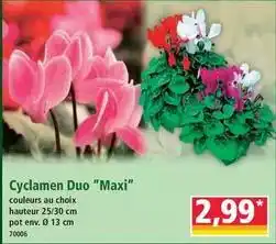 Norma Cyclamen duo maxi offre