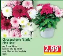 Norma Chrysanthème sixtie pink flair offre