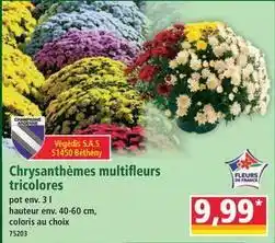Norma Chrysanthèmes multifleurs tricolores offre