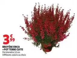 Auchan BRUYÈRE ERICA offre