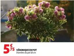 Auchan VÉRONIQUE EN POT offre