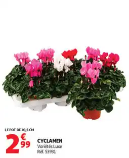 Auchan CYCLAMEN Variétés Luxe offre