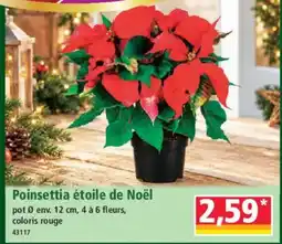 Norma Poinsettia étoile de Noël offre