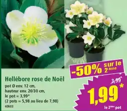 Norma Hellébore rose de Noël offre