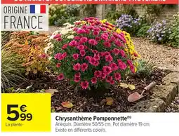 Carrefour Market Chrysanthème Pomponnette offre