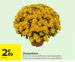 Carrefour Chrysanthème offre