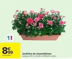Carrefour La jardinière Jardinière de chrysanthèmes offre
