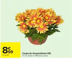 Carrefour Coupe de chrysanthème XXL offre