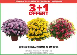 Carrefour Chrysanthèmes offre