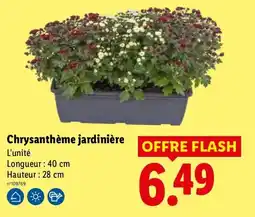 Lidl Chrysanthème jardinière offre
