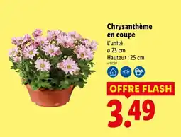 Lidl Chrysanthème en coupe offre