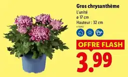 Lidl Gros chrysanthème offre