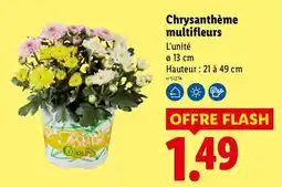 Lidl Festival Colours Chrysanthème multifleurs offre
