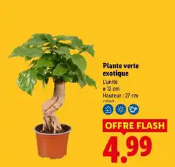 Lidl Plante verte exotique offre
