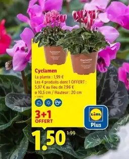 Lidl Cyclamen offre