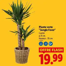 Lidl Jungle Fever offre