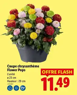 Lidl Flower Pops Coupe chrysanthème offre