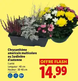Lidl Chrysanthème américain multicole offre