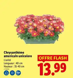 Lidl Chrysanthème americain unicolore offre