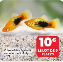Animalis PLATYS offre