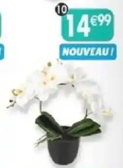 Maximo Orchidée offre